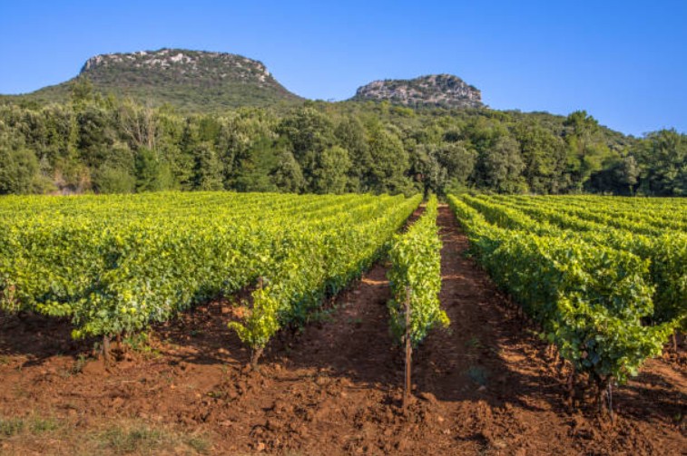 Vignobles du Roussillon au pied des collines des Pyrénées-Orientales